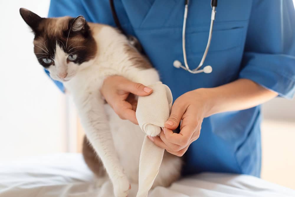 A veterinary professional in blue scrubs applying a beige compression bandage to the front paw of a black and white cat.