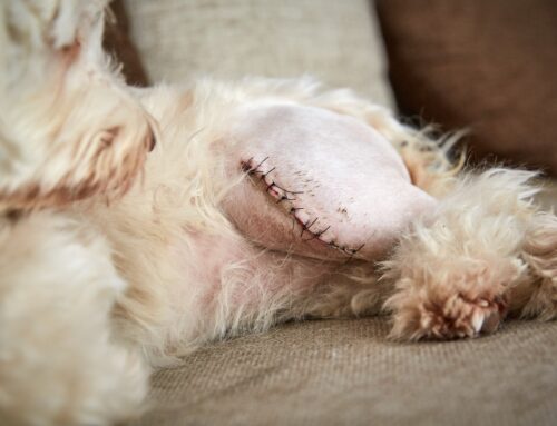 Cranial Cruciate (CCL) Injuries: TPLO vs. Extracapsular Repairs