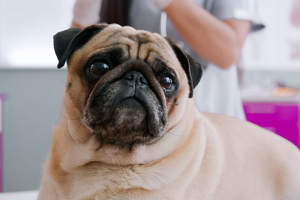 Pug dog at a veterinary clinic check-up.