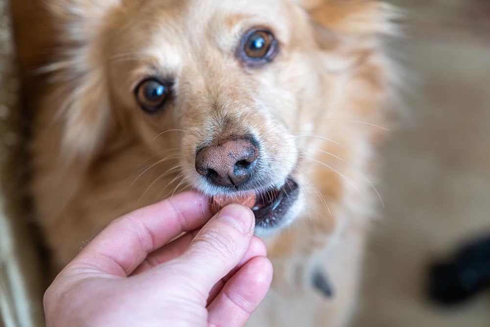 Dog calmly receiving medication indoors